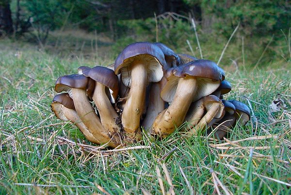 Lyophyllum loricatum